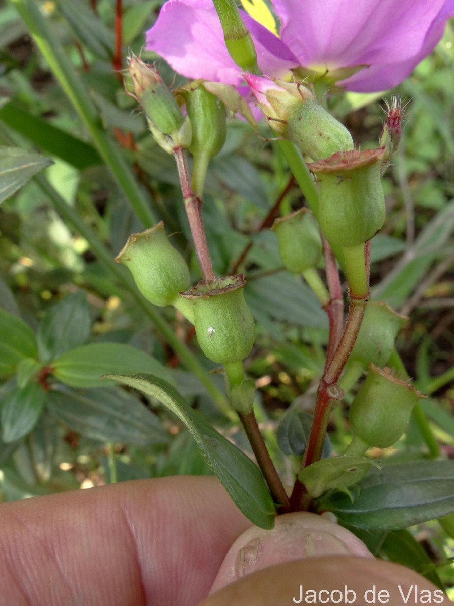 Osbeckia octandra DC.
